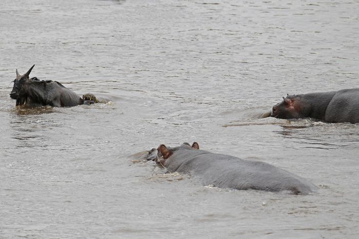 Hippo Saves Gnu from Crocodile (11 pics)