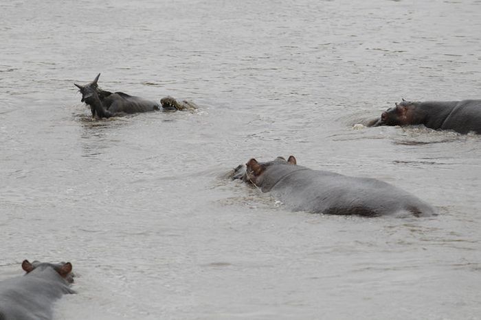 Hippo Saves Gnu from Crocodile (11 pics)