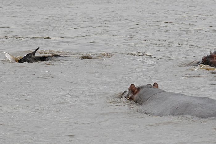 Hippo Saves Gnu from Crocodile (11 pics)