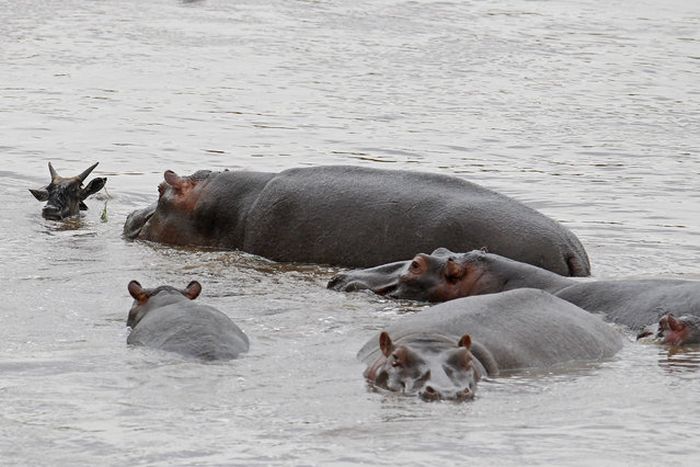 Hippo Saves Gnu from Crocodile (11 pics)