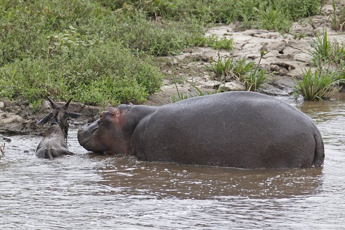 Hippo Saves Gnu from Crocodile (11 pics)