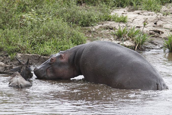 Hippo Saves Gnu from Crocodile (11 pics)