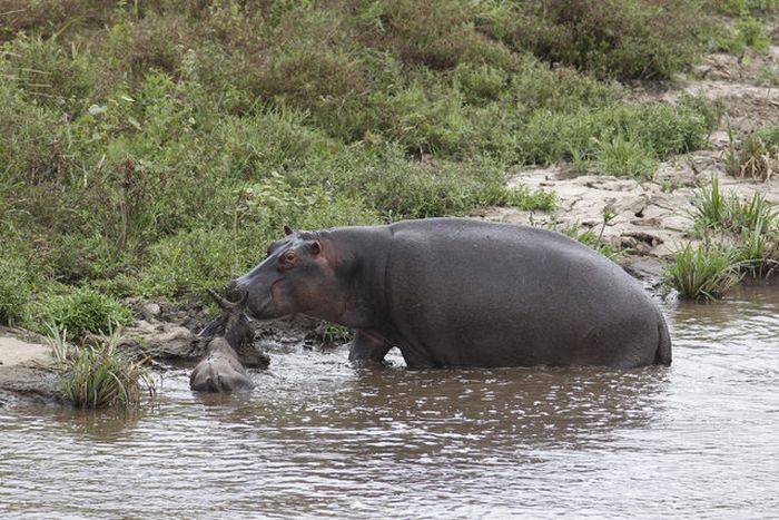 Hippo Saves Gnu from Crocodile (11 pics)