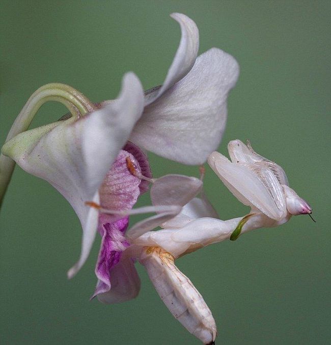 Orchid Mantis (3 pics)