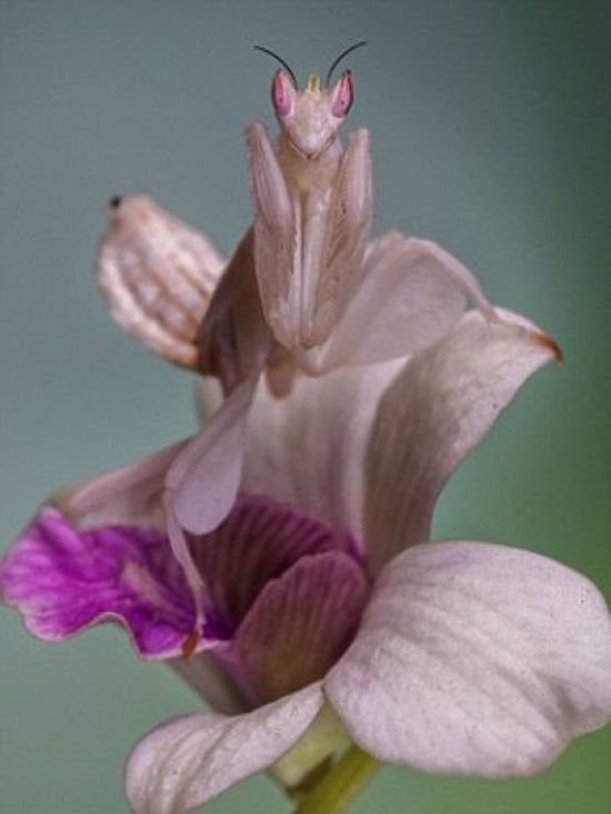 Orchid Mantis (3 pics)