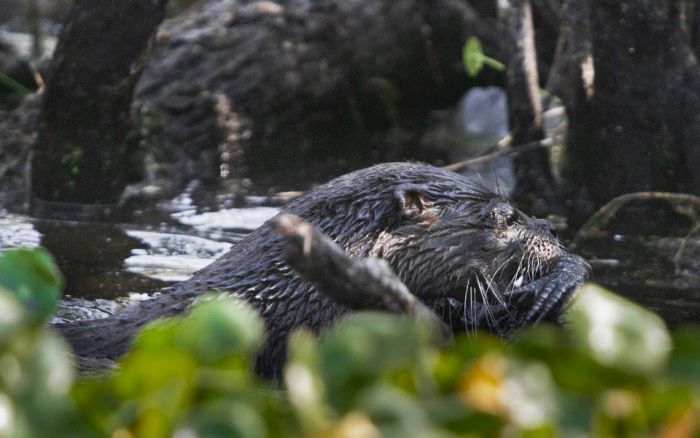 Otter Kills an Alligator (5 pics)
