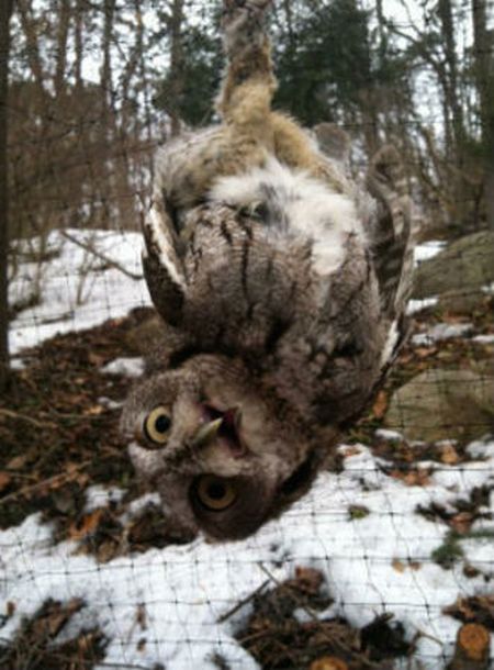 Saving an Owl (6 pics)