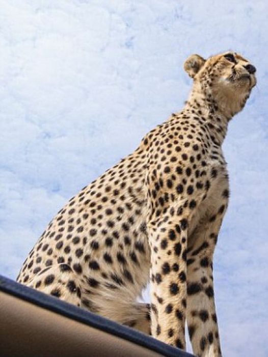 Why You Should Always Close Your Car's Sunroof on Safari (5 pics)
