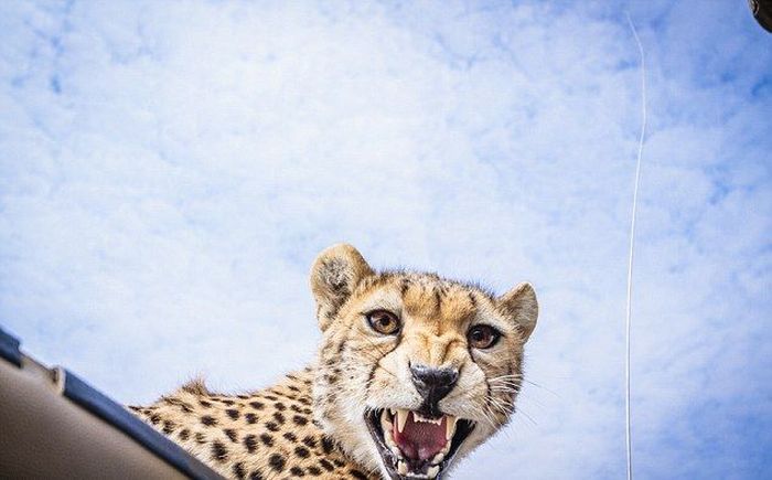 Why You Should Always Close Your Car's Sunroof on Safari (5 pics)