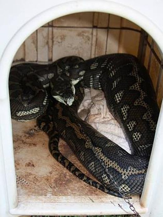 Giant Python Swallowed a Pet Dog  (3 pics)