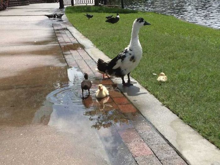 Acid Picdump (122 pics)