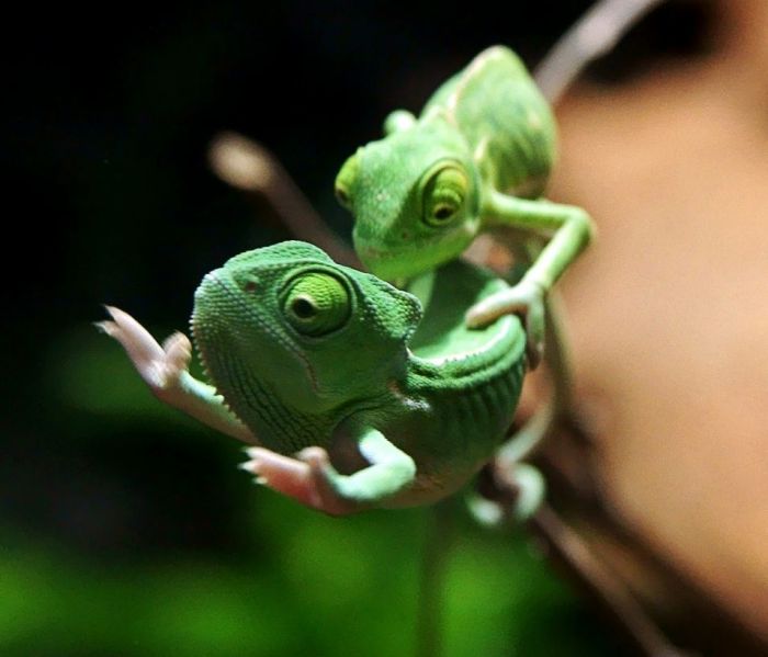 Acid Picdump (122 pics)