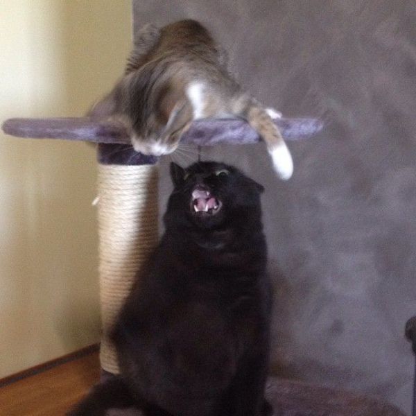 Acid Picdump (122 pics)