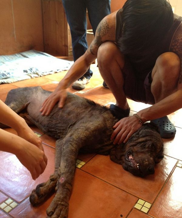 Rottweiler Transformation (5 pics)