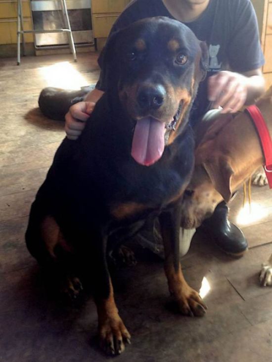 Rottweiler Transformation (5 pics)
