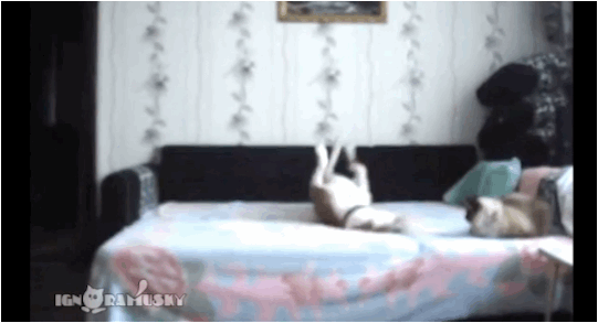 Pets Have Fun When Owner Leaves the House (3 gifs)