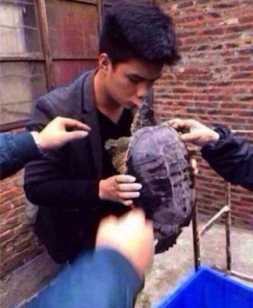 Why You Should Never Kiss a Turtle (5 pics)