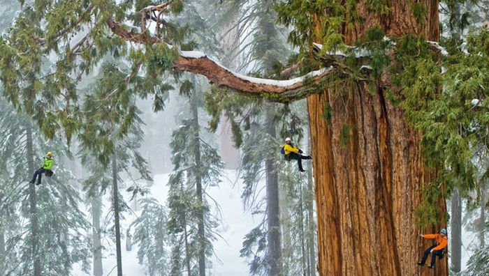 How to Make a Photo of a Giant Tree (7 pics)