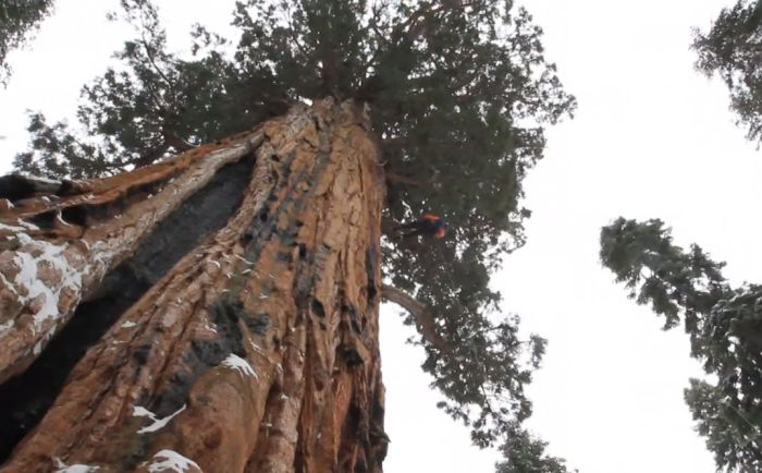 How to Make a Photo of a Giant Tree (7 pics)