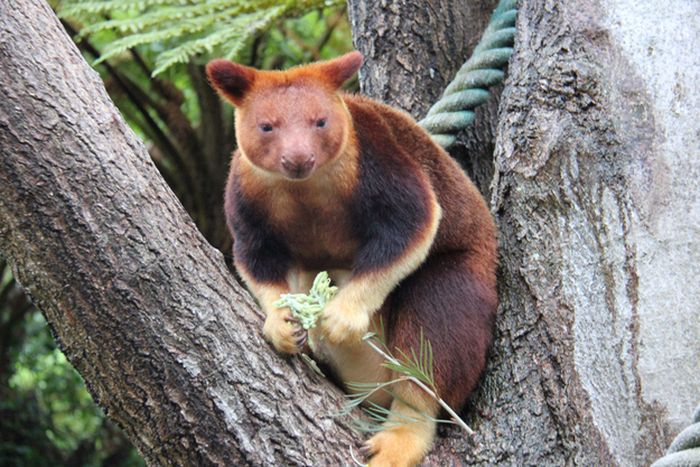 Baby Tree Kangaroo Joey (10 pics)