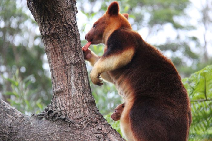 Baby Tree Kangaroo Joey (10 pics)