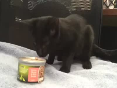Kitten Enjoys Tasty Food