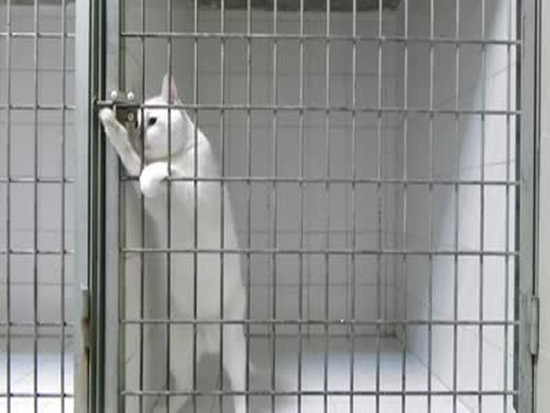 Cat Escapes From the Cage