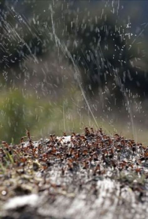 How Ants Protect Themselves Against Birds (5 pics)