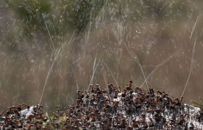 How Ants Protect Themselves Against Birds (5 pics)