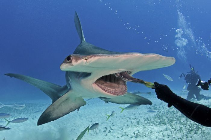 Diver Feeds Shark (5 pics)