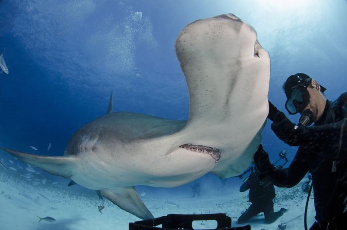 Diver Feeds Shark (5 pics)