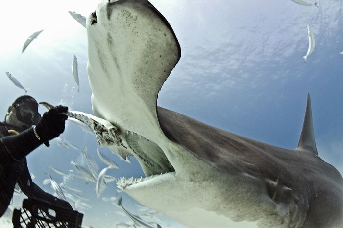 Diver Feeds Shark (5 pics)