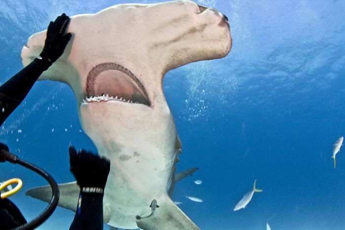 Diver Feeds Shark (5 pics)