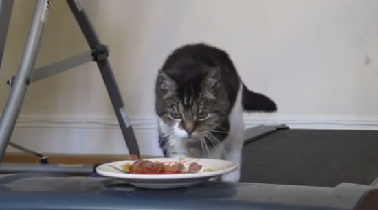 Fat Cat Workouts for Food