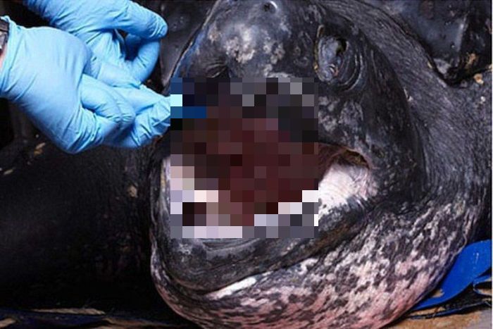 Leatherback Turtle's Mouth (4 pics)