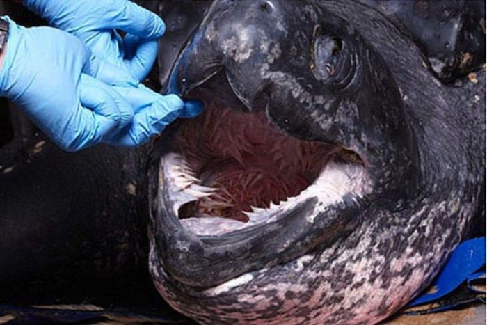Leatherback Turtle's Mouth (4 pics)