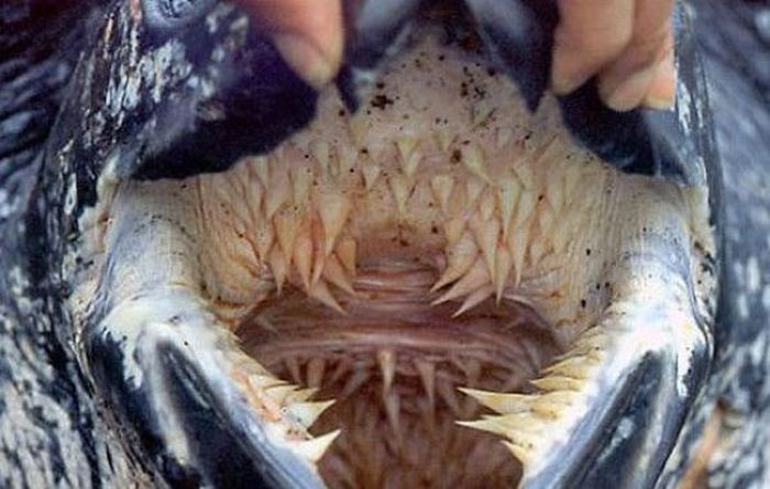 Leatherback Turtle's Mouth (4 pics)