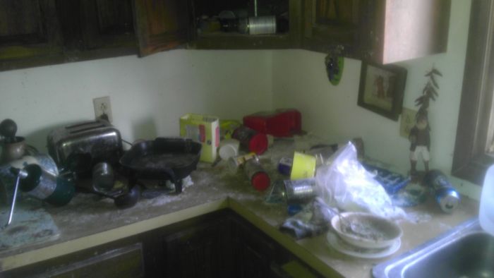 Raccoons Invaded a House (10 pics)