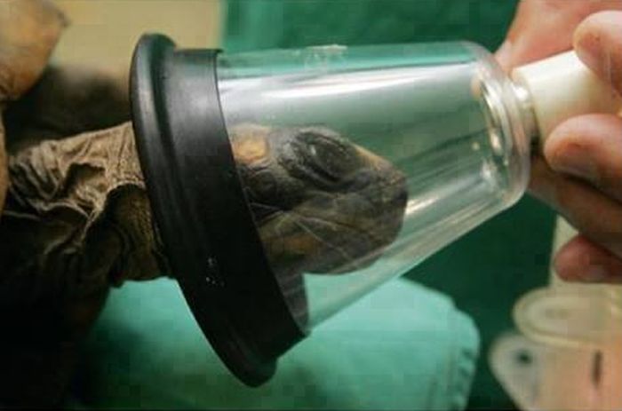 Caesarean Section for a Turtle (6 pics)