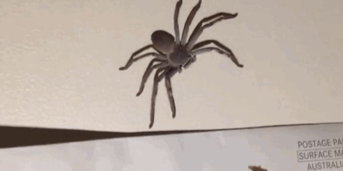 How to Remove a Spider From Your Bedroom (9 gifs + video)