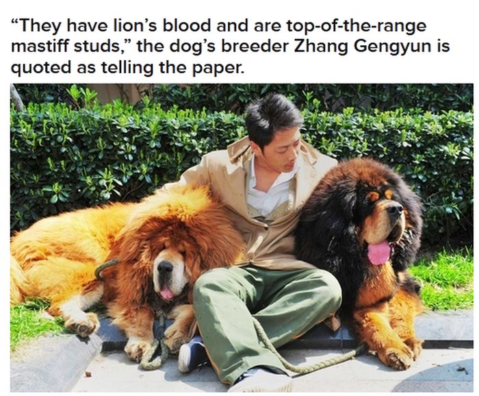 World’s Most Expensive Dog (4 pics)