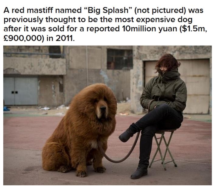 World’s Most Expensive Dog (4 pics)