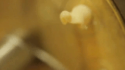 The Making of Pasta (10 gifs)