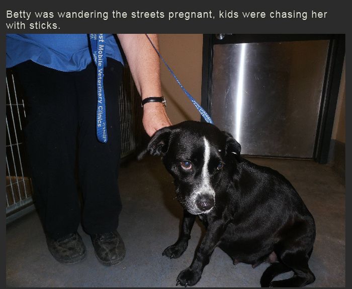 Story of a Pregnant Dog (29 pics)