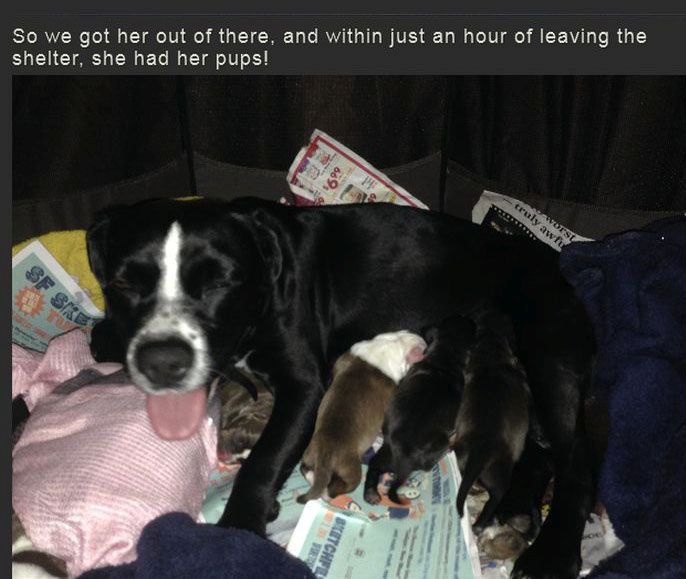 Story of a Pregnant Dog (29 pics)