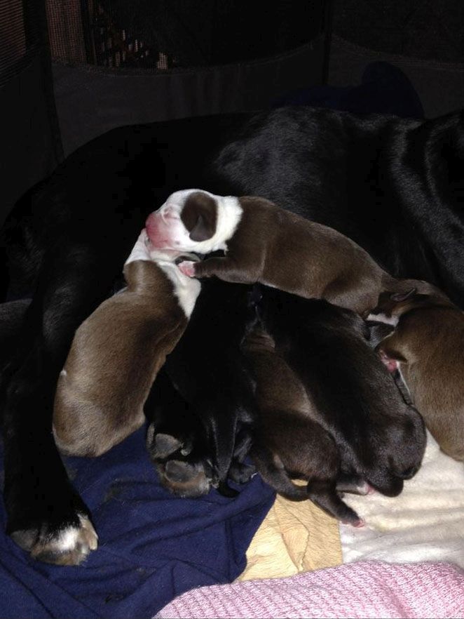 Story of a Pregnant Dog (29 pics)