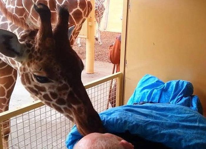 Giraffe Says Goodbye to Dutch Zookeeper Dying of Cancer (3 pics)
