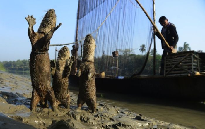 Fishing with Otters (8 pics)