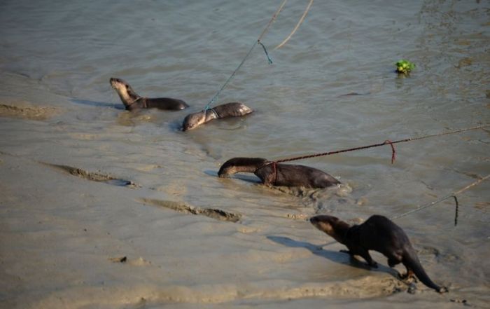 Fishing with Otters (8 pics)