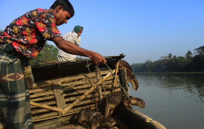 Fishing with Otters (8 pics)